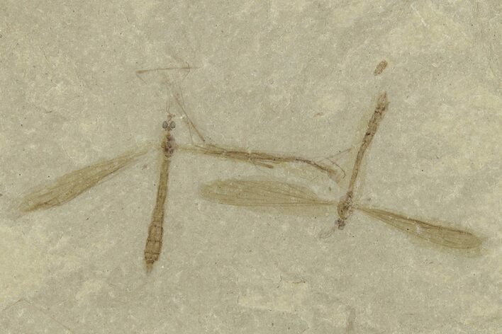 Crane Fly (Tipulidae) Mortality Plate - Green River Formation #244702